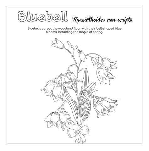 Bluebell Flower Coloring Page Etsy