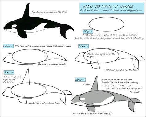 How To Draw A Killer Whale