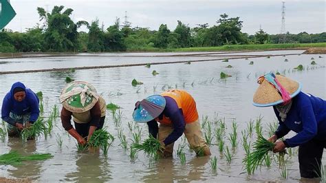 Distan Kabupaten Cirebon Langsung Usulkan Tambahan Kuota Pupuk Subsidi