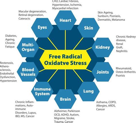 Oxidative Stress And Your Health