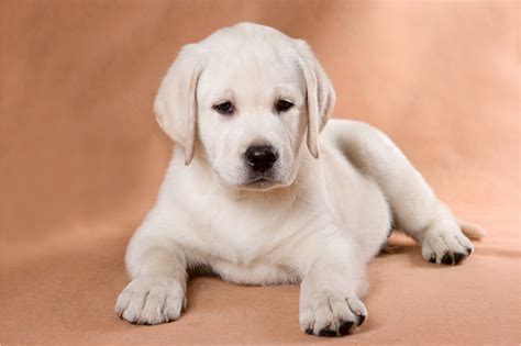 Filhote De Labrador Meses Librain