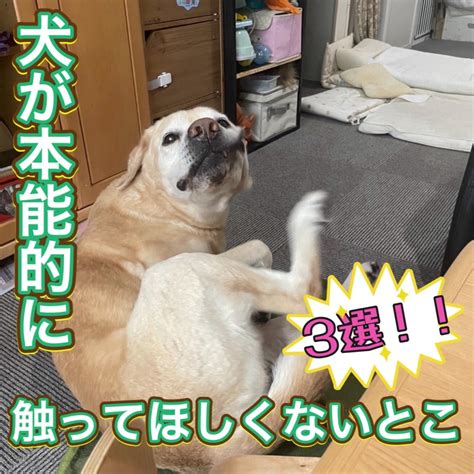 犬が本能的に触られたくないところ3選。 松本秀樹の三度の飯より犬が好き！by アメブロ