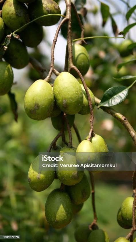 Fruits Of Spondias Mombin Stock Photo Download Image Now