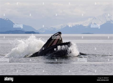 Bubble Net Feeding Humpback Whales Megaptera Novaeangliae In Alaska