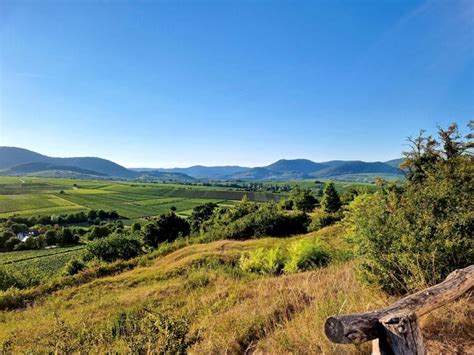 Weingüter nach Regionen der Pfalz pfalz info