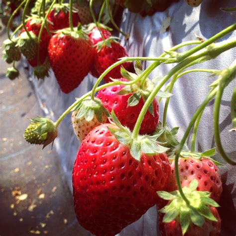 Enjoy Picking Strawberries In Chiba Prefecture