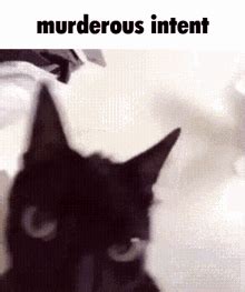 Cat Meme GIF - Cat Meme - Discover & Share GIFs | Cat memes, Silly cats ...