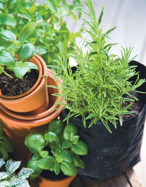 Les Astuces Pour Cultiver Vos Herbes Aromatiques Comme Une Pro Elle