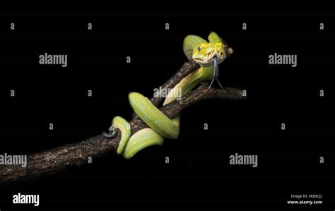 Morelia Viridis Green Tree Python Stock Photo Alamy