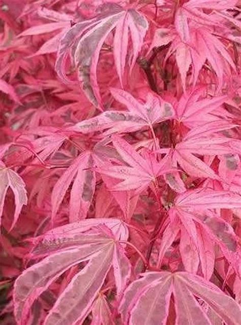 Acer Palmatum Pink Passion