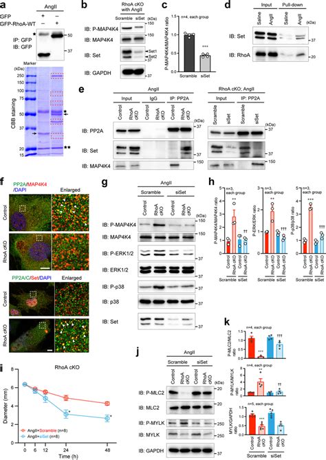 Identification Of The Molecule That Mediates The Signaling Between Rhoa