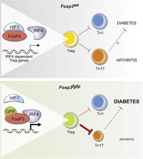 An N Terminal Mutation Of The Foxp3 Transcription Factor Alleviates