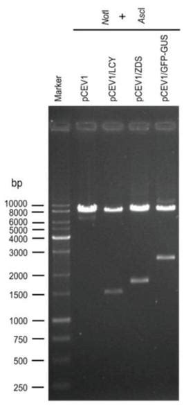 Construction And Evaluation Of Chloroplast Expression Vectors In Higher