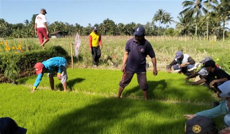 Dispertan Banyuwangi Ungkap Pentingnya Konsep Pht Dalam Pertanian