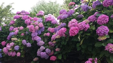 Quand Et Comment Faut Il Tailler Les Hortensias