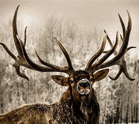 Bull Elk Hd Wallpaper Pxfuel