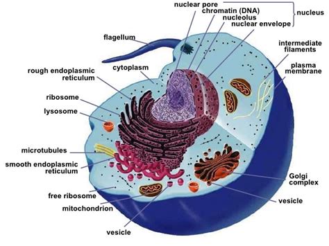 Vesicle In Animal Cell