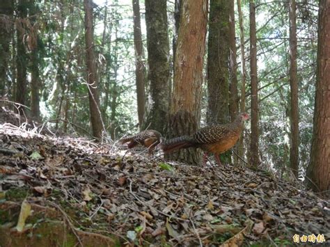 藍腹鷴家族武陵桃山瀑布步道現蹤 上演欺敵術 生活 自由時報電子報