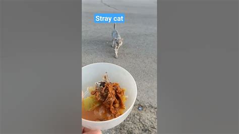 Feed Stray Cat Youtube