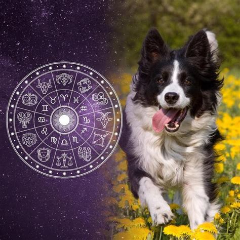 Are There Horoscopes For Dogs