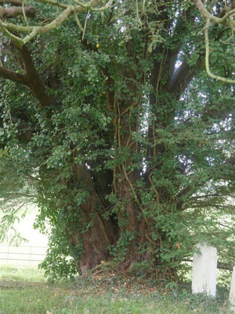 Blickling Ancient Yew Group