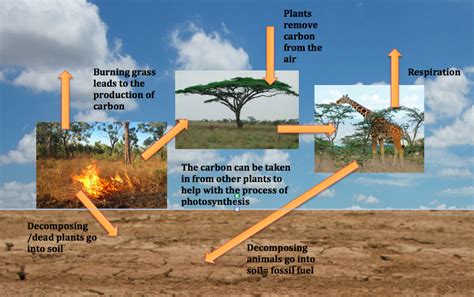 Relationships And Matter The Savanna