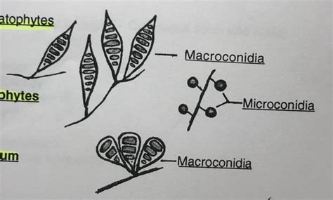 Exam 3 - Cutaneous Mycoses (Dermatomycoses) Flashcards | Quizlet