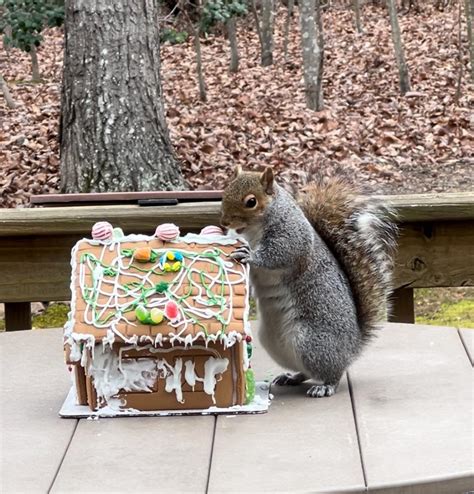 Fat Fuck R Fatsquirrelhate