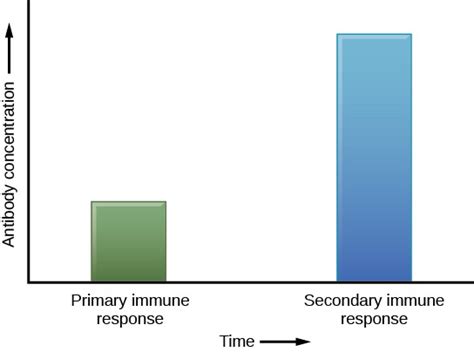 Adaptive Immunity Openstax Concepts Of Biology