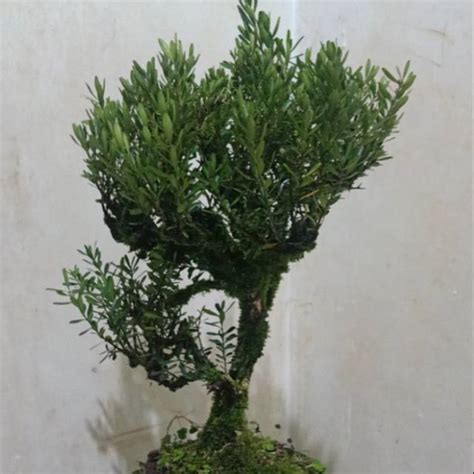 Jual Bonsai Boxus Batang Besar Tanaman Hias Pohon Bosai Boxus Shopee