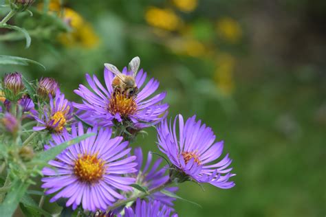 The Bees Sure Do Like NE Aster – gardeninacity