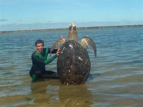 G Tartaruga Cerca De Quilos Encontrada Morta Em Praia De