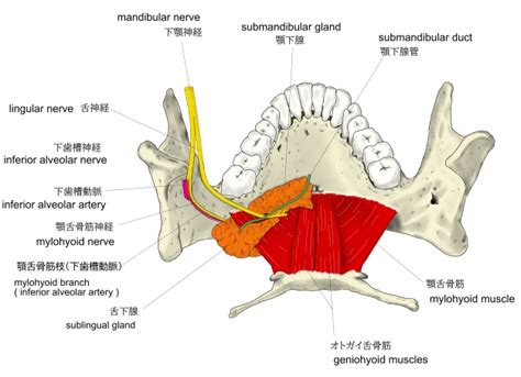 Visual Anatomy 視覚解剖学