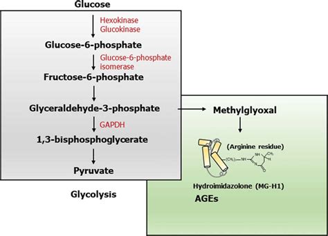 Methylglyoxal And Formation Of Advanced Glycation End Products Ages