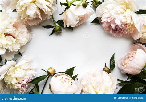 Pink Peony Flowers As A Border Stock Photo Image Of Natural Nature