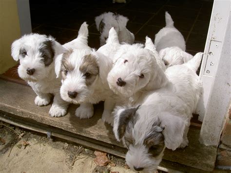 Sealyham Terrier puppies photo and wallpaper. Beautiful Sealyham Terrier puppies pictures