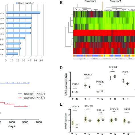 Identification Of Optimal Gene Signature For OS Prediction A