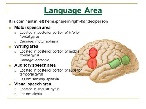 How Does The Brain Process Speech We Now Know The Answer And Its