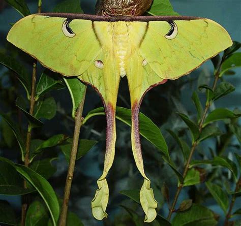 Actias Maenas Doubleday Priamus Documentary