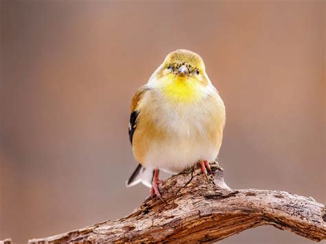 American Goldfinch Nesting A Complete Guide Bird Fact