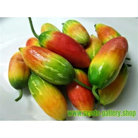 Ivy Gourd, Scarlet Gourd Seeds (Coccinia grandis) - Price €2.25