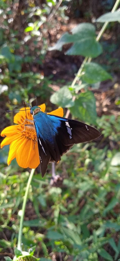 Saltarina relámpago azul de dos barras desde Santa María Huatulco Oax