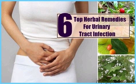 Herbal Remedies For Urinary Tract Infections