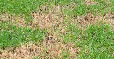 Common Fall Lawn Pests And How To Get Rid Of Them Green Grass Sod Farms