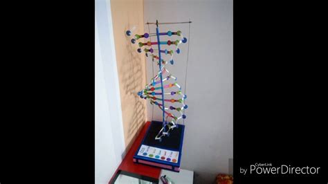 Dna Model With Chart Paper And Wooden Sticks Youtube