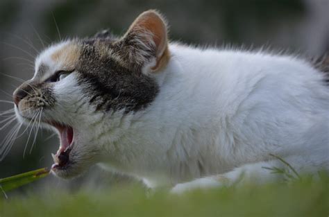 Mon Chat Ronfle Causes Diagnostic Et Traitements