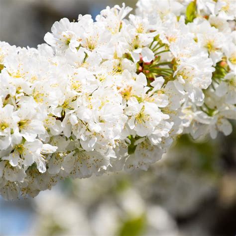 Cereja De Floresc Ncia Do Avium Do Prunus Foto De Stock Imagem De