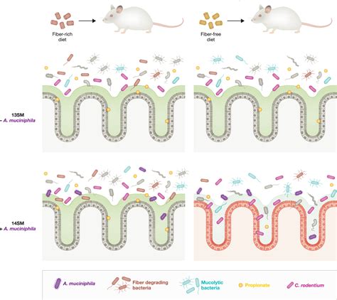 Dietary Fiber And Gut Bacteria Shape Infection Susceptibility