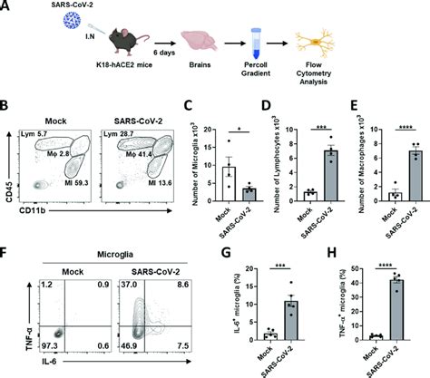 Microglial Proinflammatory Activation And Depopulation By Sars Cov 2