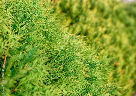 Closeup Of Green Christmas Leaves Of Thuja Trees Nature Background Or